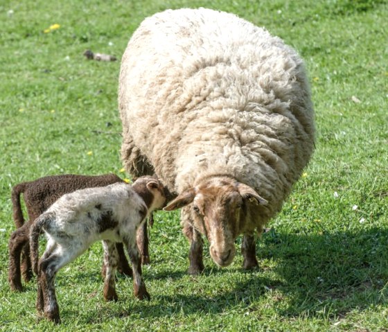 Pré à moutons3