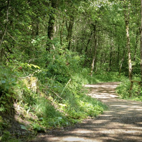 Königswäldchen, © TI Bitburger Land