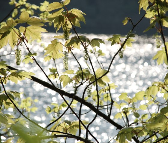 Blick auf den Stausee, © Tourist-Information Bitburger Land