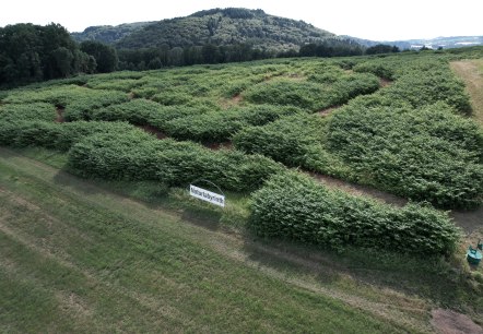 Naturlabyrinth von oben, © TI Bitburger Land