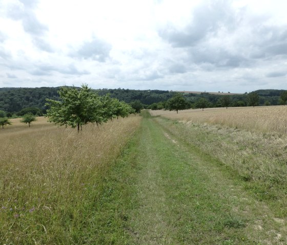 Herrliche Wanderwege durch Streuobstwiesen, © NaturAktivErleben